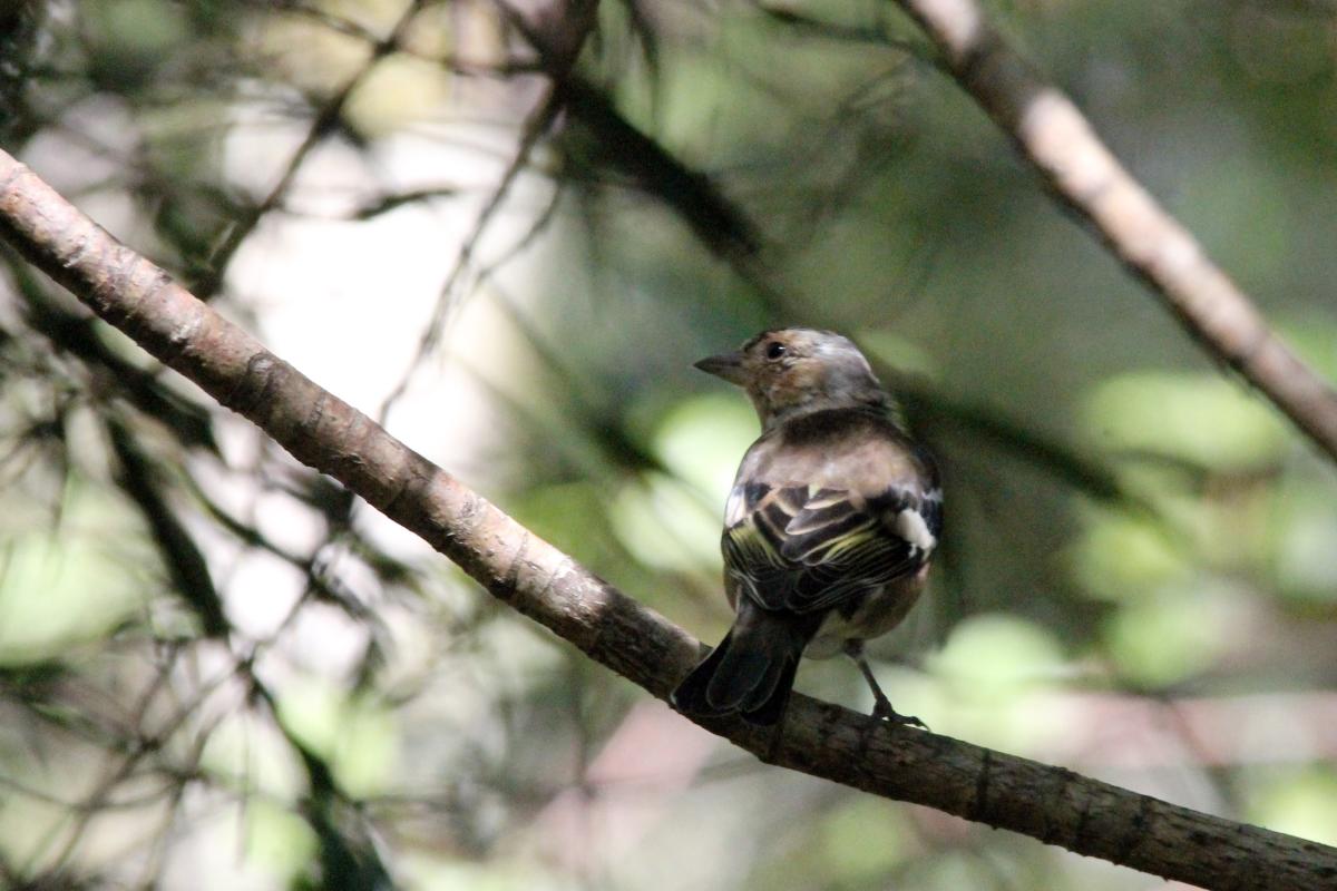 Common Chaffinch (Fringilla coelebs)